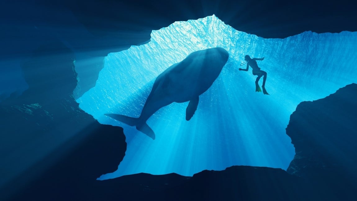 Scuba Diver with Whale