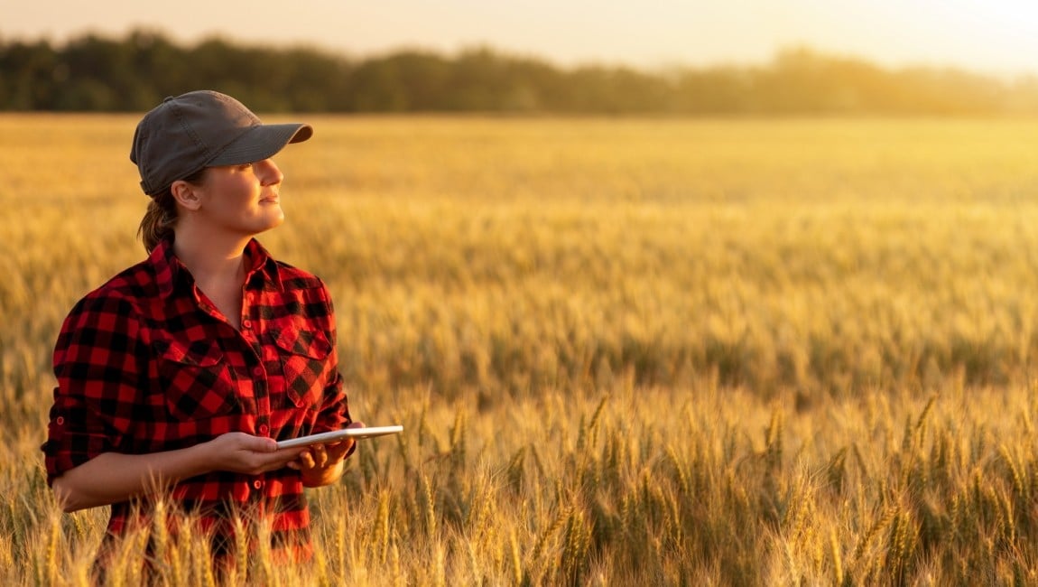 Woman in a wheat field accessing internet on a tablet